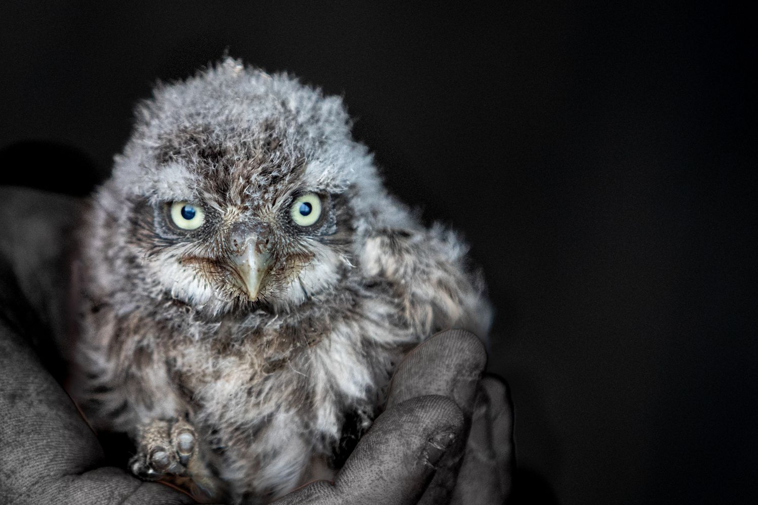owl chick